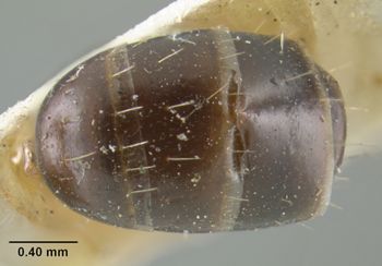 Media type: image;   Entomology 21522 Aspect: abdomen dorsal view